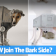 Illustration for article titled Did Volkswagen's New Star Wars Super Bowl Ad Ripoff This Adorable Dog?